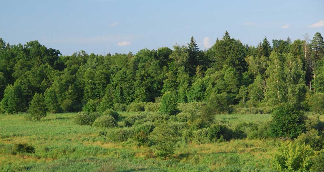 Białowieza